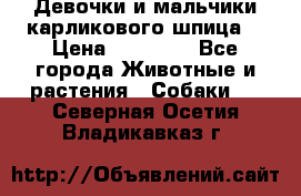 Девочки и мальчики карликового шпица  › Цена ­ 20 000 - Все города Животные и растения » Собаки   . Северная Осетия,Владикавказ г.